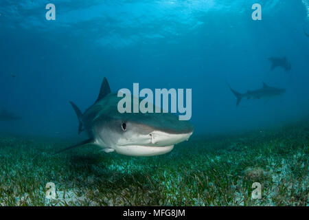 Tiger Shark, Galeocerdo cuvier, settentrionale Bahamas, Mar dei Caraibi e Oceano Atlantico Foto Stock