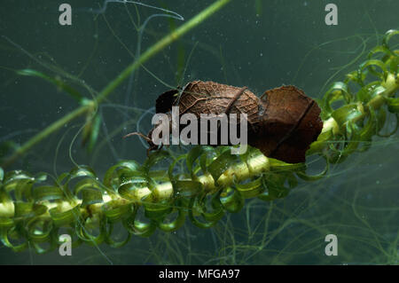 CADDISFLY larva in caso costituito da una foglia Foto Stock