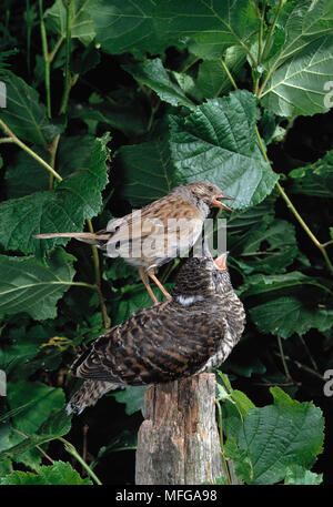 Il cuculo giovane appollaiato sul post Cuculus canorus essendo alimentato da Dunnock o Hedge Sparrow Prunella modularis genitore adottivo