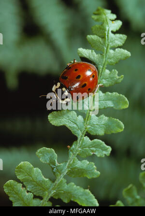 EYED coccinella ocellata Anatis su fern frond Foto Stock