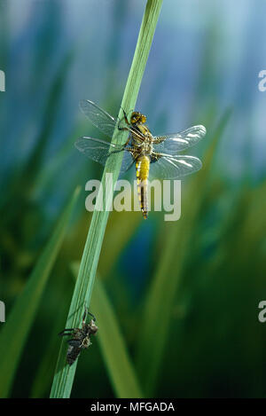 Ampia corposo CHASER DRAGONFLY Libellula depressa appena emerse No.3 di 3. Chiamato anche Broad-Bodied Darter Foto Stock