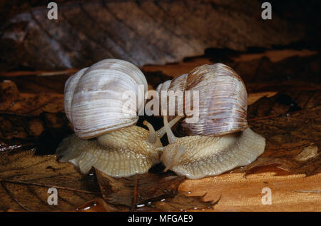 Lumache commestibili o ROMANI SNAIL Helix pomatia due nel corteggiamento Foto Stock