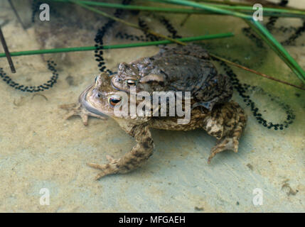 Il rospo comune Bufo bufo coppia in amplexus con stringhe di spawn Foto Stock