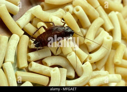 Scarafaggio orientale Blatta orientalis Foto Stock