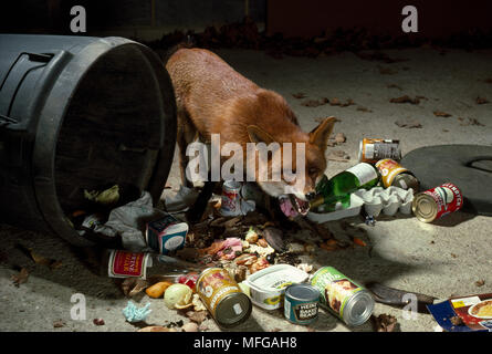 Unione volpe rossa Vulpes vulpes razzia pattumiera per scarti Foto Stock