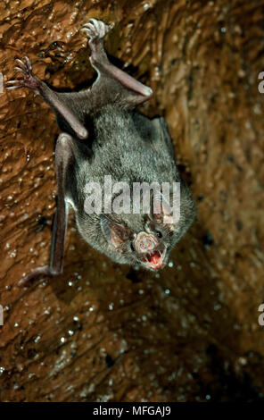 Vampiro COMUNE BAT Desmodus rotundus Foto Stock