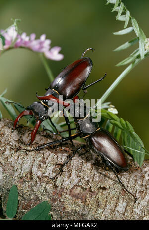STAG BEETLE Lucanus cervus due maschi combattimenti, REGNO UNITO Foto Stock
