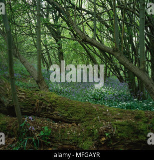 Boschi di latifoglie con Bluebells & Legno molla aglio Sussex, Inghilterra meridionale Foto Stock