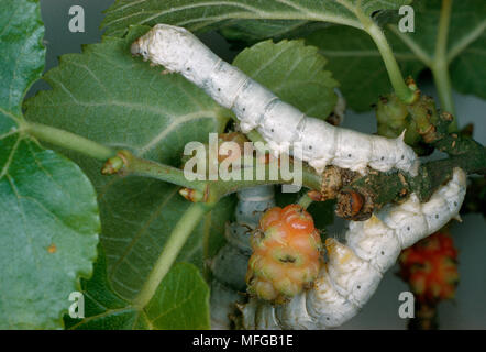 Seta Cinese MOTH Bombice mori larva (Silkworm) su Mulberry Foto Stock
