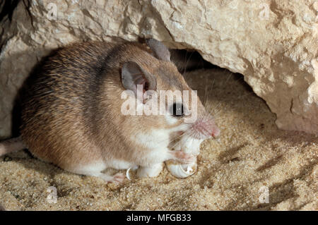 MOUSE spinoso mangiare lumaca Acomys cahirinus deserto del Negev, Israele Foto Stock