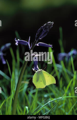 BRIMSTONE BUTTERFLY Gonepteryx rhamni su Bluebell, ali chiuso Foto Stock