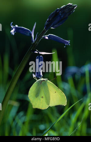 BRIMSTONE BUTTERFLY Gonepteryx rhamni su Bluebell Foto Stock