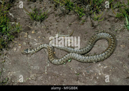 SMOOTH SNAKE basking Coronella austriaca Foto Stock