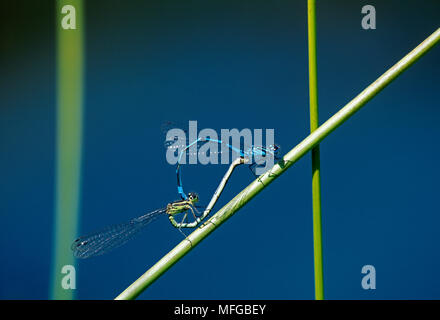 AZURE accoppiamento DAMSELFLIES Coenagrion puella Foto Stock