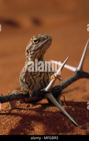 Spinosa AGAMA LIZARD Agama aculeata Kalahari Gemsbok Nationa Park, Sud Africa. Foto Stock