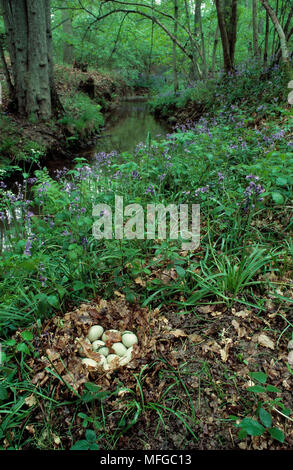 MALLARD nido con uova Anas platyrhynchos nel bosco la molla Foto Stock