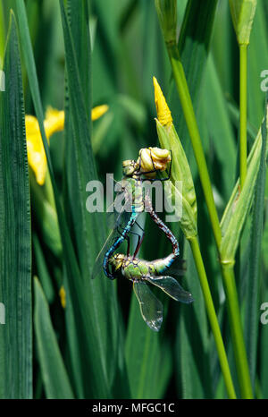 L'IMPERATORE LIBELLULA Anax imperator coppia coniugata sulle bandiere gialle Foto Stock