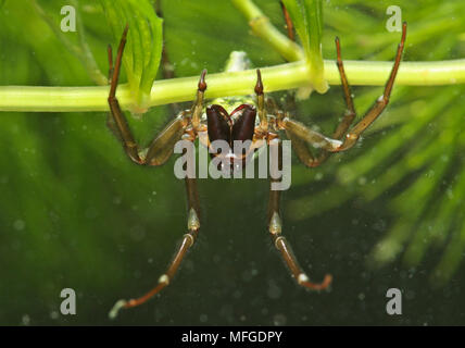 Ragno acqua underwater Argyroneta aquatica REGNO UNITO Foto Stock