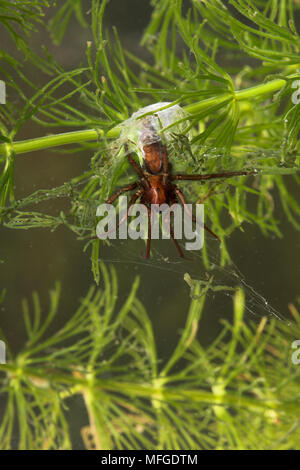 Ragno acqua nella campana Argronoreta aquatica (Argyronetidae) REGNO UNITO Foto Stock