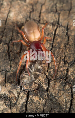 WOODLOUSE ragno con preda wooodlouse Dysdera crocata Dysderidae (UK). Foto Stock