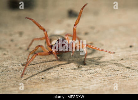 WOODLOUSE ragno nel display di minaccia Dysdera crocata REGNO UNITO Foto Stock