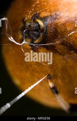 ORB WEAVER spider web di produzione (Araneus quadratus) Foto Stock