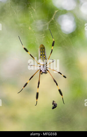 GOLDEN ORB SPIDER (Nephila sp.) Costa Rica Foto Stock