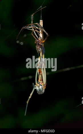 GOLDEN ORB SPIDER (Nephila sp.) versando la pelle, Costa Rica Foto Stock