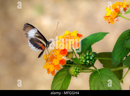 Alimentazione a farfalla su un fiore di arancia Foto Stock