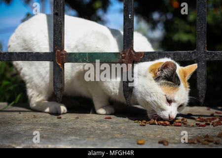 Senzatetto cat in Atene alimentato dall'organizzazione nove vite in Grecia. L'orecchio tagliate mostra che il gatto è sterilizzato in una trappola-neutro-rrelease azione. Foto Stock