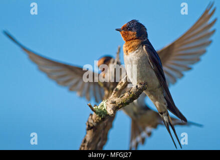 Benvenuti Swallow (Hirundo neoxena), fam. Hirundinidae, Narawntapu National Park, la Tasmania, Australia Foto Stock