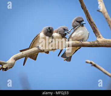 Bianco-breasted Woodswallow (Artamus leucorhynchus), fam. Artamidae, Sturt National Park, New South Wales, Australia Foto Stock