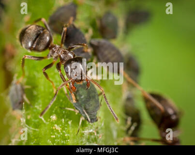 BLACK ANT (Lasius niger) tendente afidi, Germania. Foto Stock