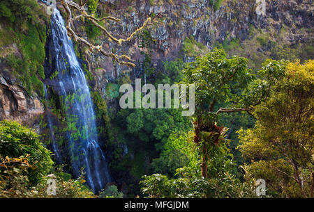 Morans scende, il Parco Nazionale di Lamington, Queensland, Australia Foto Stock