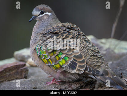 Comune (Bronzewing Phaps chalcoptera), fam. Columbidi, Femmina, Springwood, Nuovo Galles del Sud, Australia Foto Stock