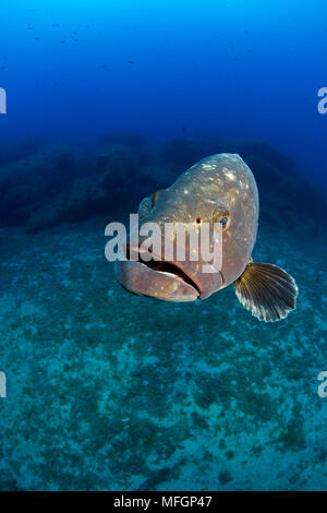 Dusky cernie, Ephinepelus marginatus, in via di estinzione (IUCN), Santa Teresa, Sardegna, Italia, Mar Tirreno, Mediterranea Foto Stock