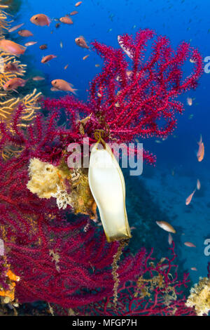 Gattucci uovo, Scyliorhinus sp., sul rosso, Gorgonia Paramuricea clavata, area marina protetta di Punta Campanella, Massa Lubrense, Penisola Sorrentina, Co Foto Stock