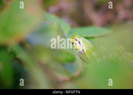 Primo piano di una piccola raganella (Hyla arborea o Rana arborea), che poggiano su un blackberry bush riscaldamento fino al sole. Foto Stock