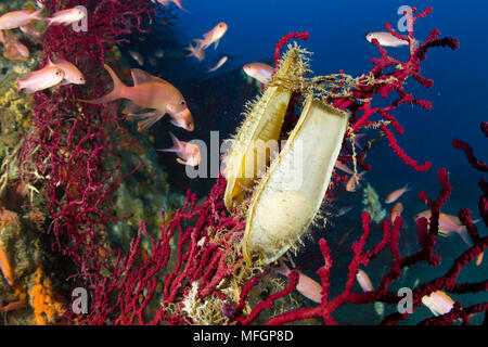 Gattucci uovo, Scyliorhinus sp., sul rosso, Gorgonia Paramuricea clavata, Banco di Santa Croce, Massa Lubrense, la Penisola Sorrentina e la Costa Amalfitana, Foto Stock