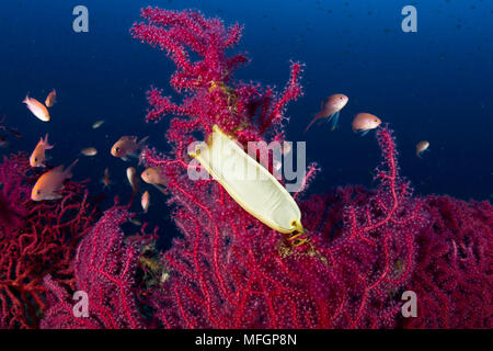 Gattucci uovo, Scyliorhinus sp., sul rosso, Gorgonia Paramuricea clavata, Banco di Santa Croce, Massa Lubrense, la Penisola Sorrentina e la Costa Amalfitana, Foto Stock