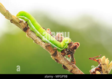 Primo piano di un bruco o larva di una tonalità di angolo di Tarma (Phlogophora meticulosa) alimentazione di foglie in natura. Foto Stock