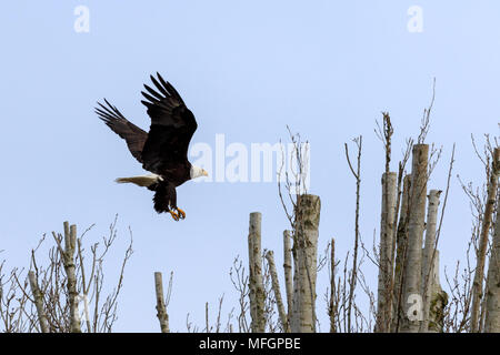 Aquila calva con artigli fuori tesa la preparazione a terra sulla parte superiore di un ramo di albero Foto Stock