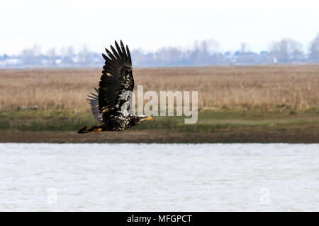 Primo anno aquila calva volando a bassa quota sopra il fiume Fraser Foto Stock