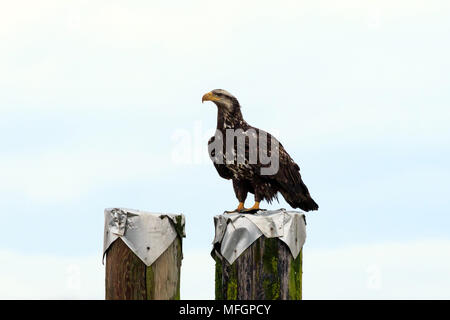 Primo anno aquila calva arroccato su un metallo tappate palo di legno Foto Stock