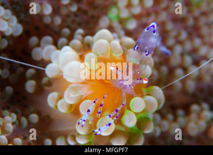 Sarasvati anemone (gamberetti Periclimenes sarasvati) su arancione e verde anemone, Cenderawasih Bay Foto Stock