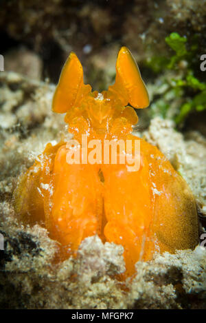 Orange Canocchia: Lysiosquilloides mapia il peering da un nido, Isole Salomone. Questa è una specie di infilzare della canocchia. Foto Stock