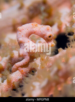 Hippocampus denise su corallo gorgonia, Russell, Isole Salomone Foto Stock