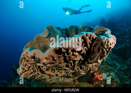 Un subacqueo guarda al Salvador Dali spugna (Petrosia lignosa) che solo grws con questo intricato superficie di vorticazione pattern in acque Gorontalo, Sula Foto Stock