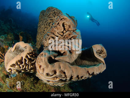 Un subacqueo guarda al Salvador Dali spugna (Petrosia lignosa) che solo grws con questo intricato superficie di vorticazione pattern in acque Gorontalo, Sula Foto Stock