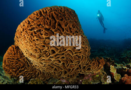Un subacqueo guarda al Salvador Dali spugna (Petrosia lignosa) che solo grws con questo intricato superficie di vorticazione pattern in acque Gorontalo, Sula Foto Stock